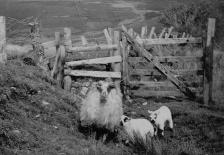 Sheep at Hoar Oak Cottage 