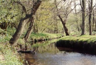 Southern River Wey by Brockford Bridge